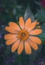 very pretty orange flowers, Macro camera