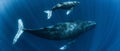 Humpback Whale mother and calf in Okinawa