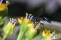 Wasp on the flower close up - Macro wasp Royalty Free Stock Photo