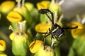 Wasp on the flower close up - Macro wasp Royalty Free Stock Photo