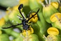 Wasp on the flower close up - Macro wasp Royalty Free Stock Photo