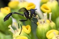 Wasp on the flower close up - Macro wasp Royalty Free Stock Photo