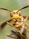 Photo of a wasp perched on the tip of a tree branch Royalty Free Stock Photo