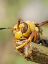 Photo of a wasp perched on the tip of a tree branch Royalty Free Stock Photo