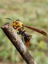 Photo of a wasp perched on the tip of a tree branch Royalty Free Stock Photo