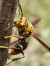 Photo of a wasp perched on the tip of a tree branch Royalty Free Stock Photo