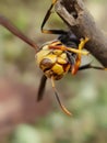 Photo of a wasp perched on the tip of a tree branch Royalty Free Stock Photo