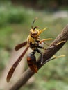 Photo of a wasp perched on the tip of a tree branch Royalty Free Stock Photo