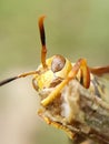 Photo of a wasp perched on the tip of a tree branch Royalty Free Stock Photo
