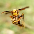 Photo of a wasp perched on the tip of a tree branch Royalty Free Stock Photo