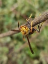 Photo of a wasp perched on the tip of a tree branch Royalty Free Stock Photo