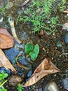 Photo of water-loving plants