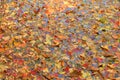 water surface covered in fallen leaves in autumn Royalty Free Stock Photo