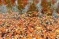 water surface covered in fallen leaves in autumn Royalty Free Stock Photo