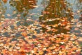 water surface covered in fallen leaves in autumn Royalty Free Stock Photo