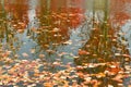 water surface covered in fallen leaves in autumn Royalty Free Stock Photo