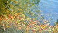 water surface covered in fallen leaves in autumn Royalty Free Stock Photo