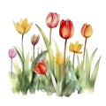 Photo watercolor painting of a tulips garden Royalty Free Stock Photo