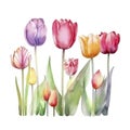 Photo watercolor painting of a tulips garden Royalty Free Stock Photo