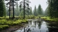 Misty Wetland: A Captivating Forest Landscape With Deciduous Trees And Firs