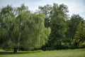 Weeping willow and pond with Greenfield Royalty Free Stock Photo