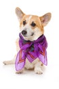 Welsh corgi pembroke dog in a scarf isolated on white Royalty Free Stock Photo