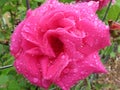 Soaked Pink Rose in the Rain in May