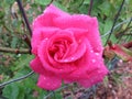 Wet Pink Rose in the Rain in May