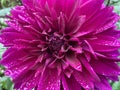 Wet Purple Flower in the Garden in Early October