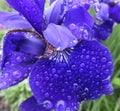 Wet Purple Iris Flower During the Rain Royalty Free Stock Photo