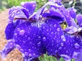 Wet Purple Iris Flower Petal in May in Spring Time Royalty Free Stock Photo