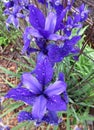 Wet Deep Purple Iris Flowers in May Royalty Free Stock Photo