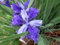 Wet Purple Iris Flowers in May in Spring