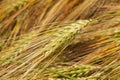 Photo wheat close-up