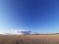 photo of a wheat field against a blue sky