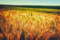 photo of wheat field at sunset Royalty Free Stock Photo