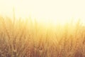 photo of wheat field at sunset Royalty Free Stock Photo