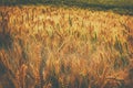 photo of wheat field at sunset Royalty Free Stock Photo