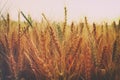 photo of wheat field at sunset Royalty Free Stock Photo