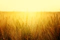 photo of wheat field at sunset Royalty Free Stock Photo