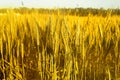 Photo of wheat fields for baisakhi Royalty Free Stock Photo