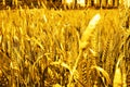 Photo of wheat fields for baisakhi Royalty Free Stock Photo