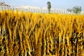Photo of wheat fields for baisakhi festival Royalty Free Stock Photo