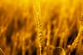 Photo of wheat fields for baisakhi festival in punjabi culture Royalty Free Stock Photo