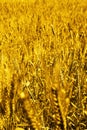 Photo of wheat fields for baisakhi festival in punjabi culture Royalty Free Stock Photo