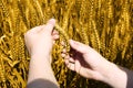 Photo of wheat fields holding in hand for baisakhi festival Royalty Free Stock Photo