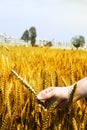Photo of wheat fields holding in hand for baisakhi festival in punjabi culture Royalty Free Stock Photo