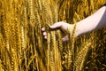 Photo of wheat fields holding on hand for baisakhi festival in punjabi culture Royalty Free Stock Photo