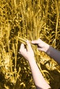 Photo of wheat fields holding in hand for punjabi culture in baisakhi festival Royalty Free Stock Photo