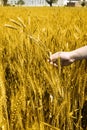 Photo of wheat fields holding in hand for punjabi culture Royalty Free Stock Photo